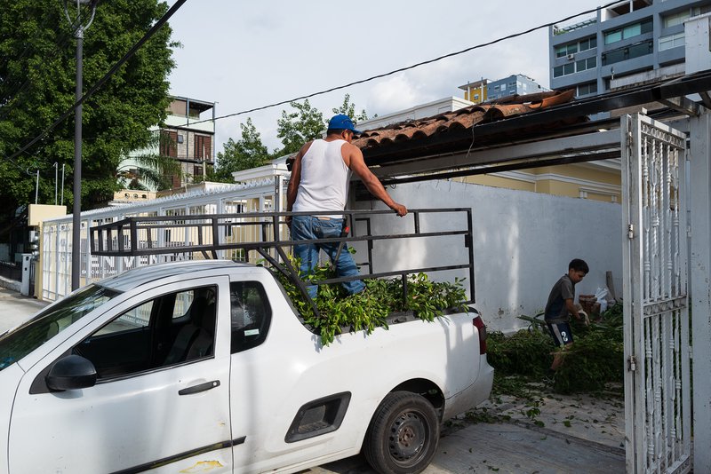 Pruning, Guadalajara