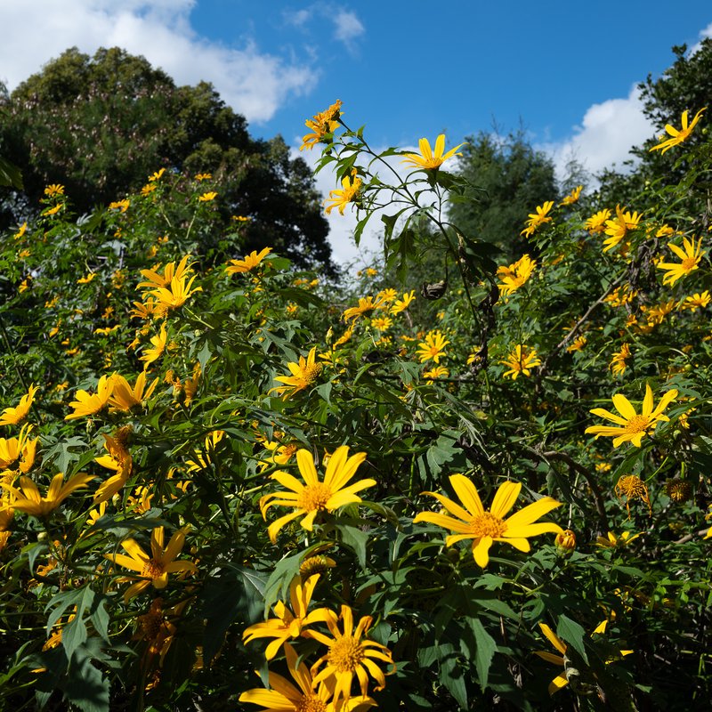 Sunflowers