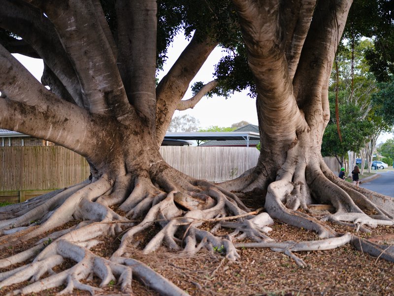 Trees