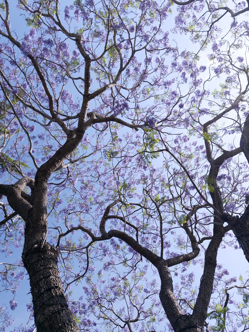 Jacaranda