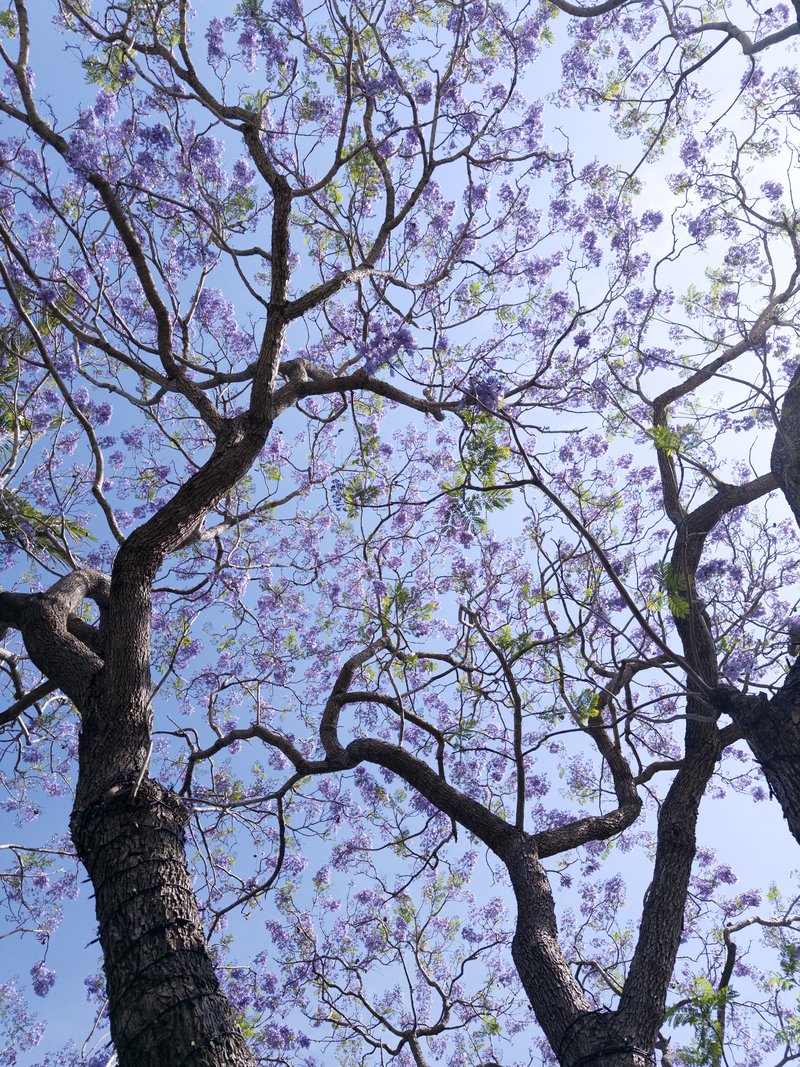 Jacaranda