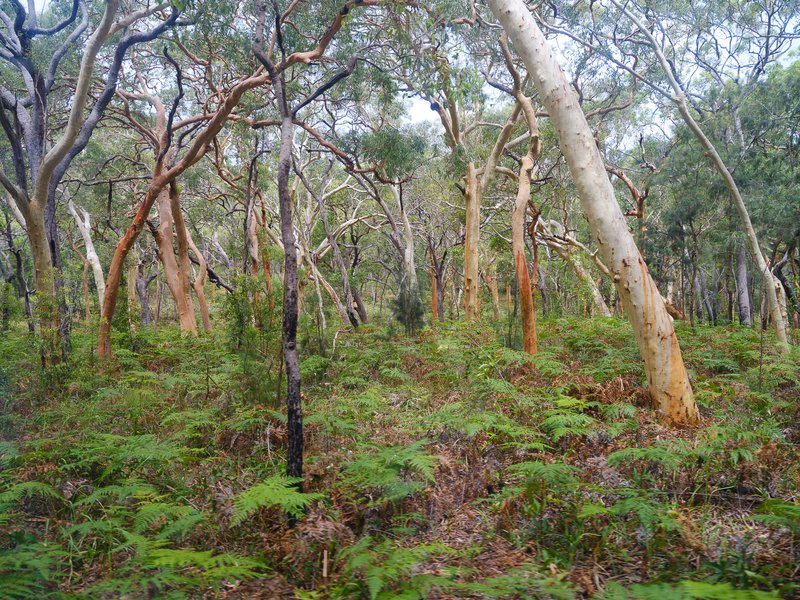 Inland forest