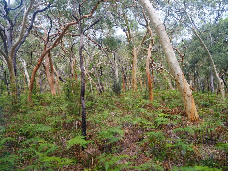 Inland forest