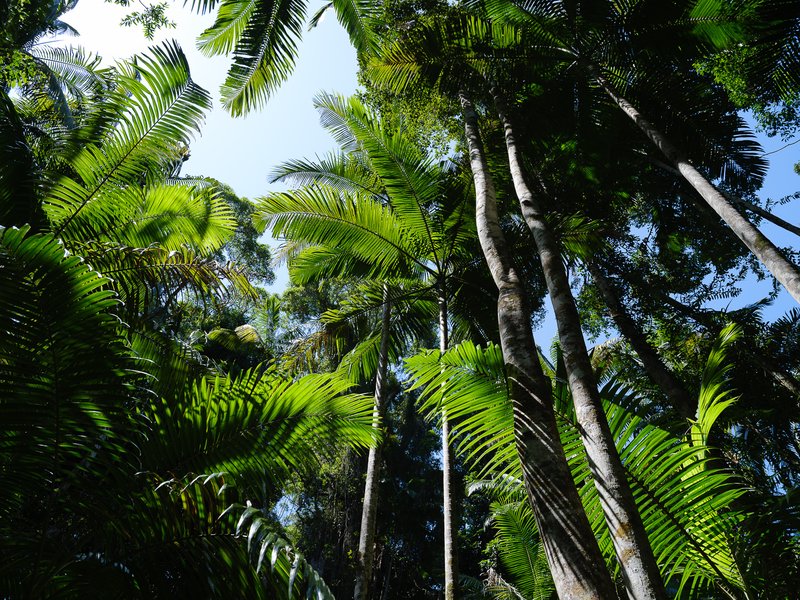 Central Station Palms