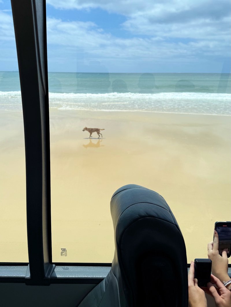 A dingo on 75 Mile Beach