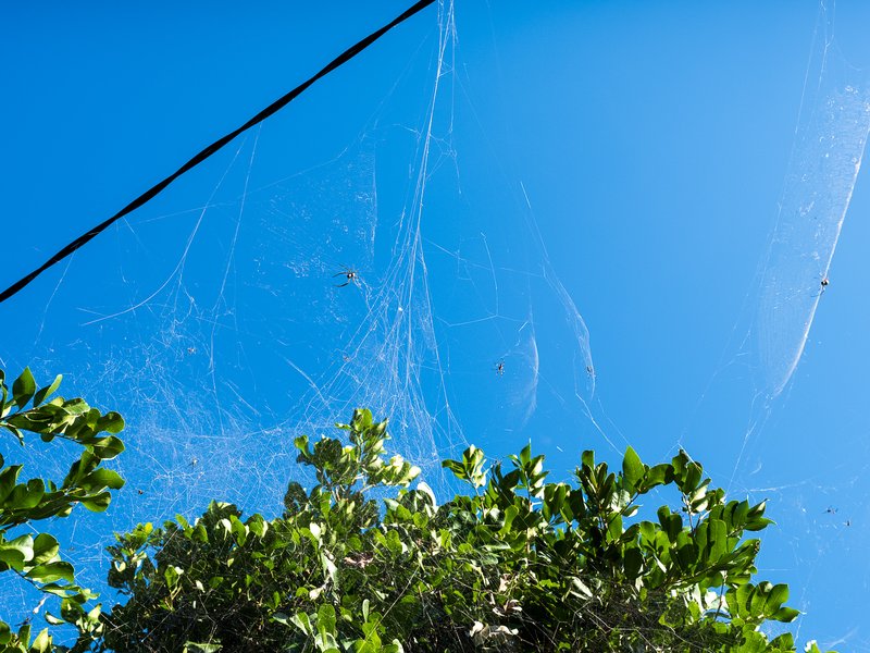 Spider webs