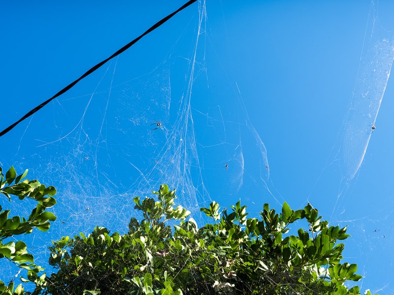 Spider webs
