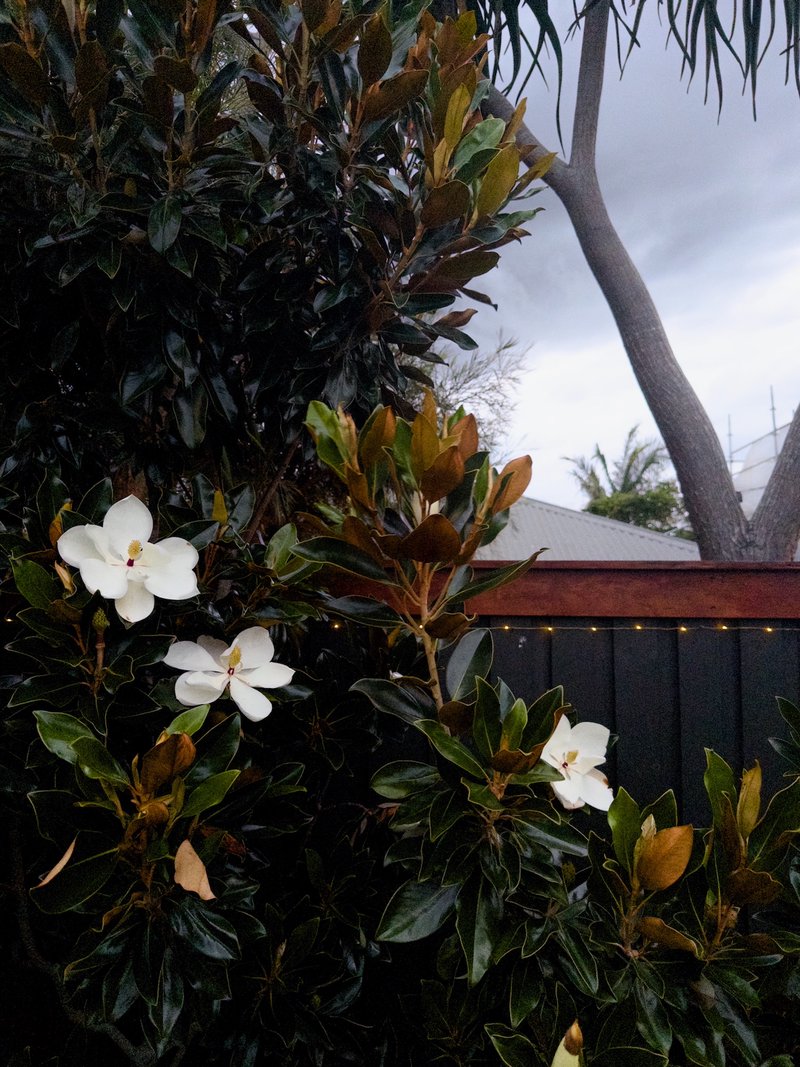 Magnolias