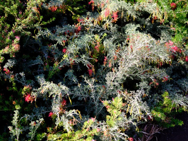 Bush