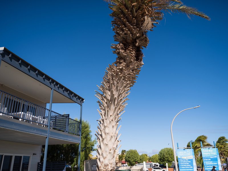 Palm tree