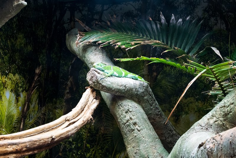 Taronga Zoo