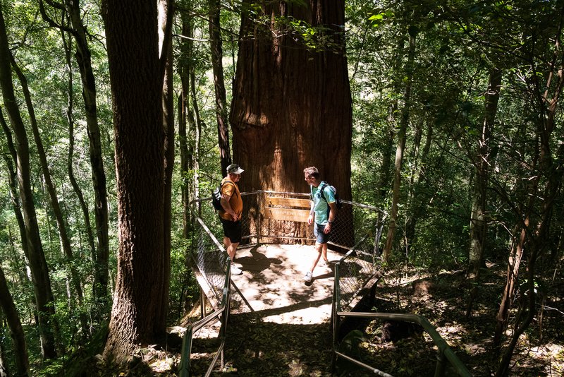 The Turpentine Tree