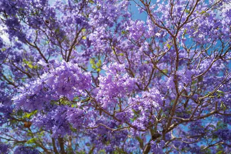 A blooming Jacaranda