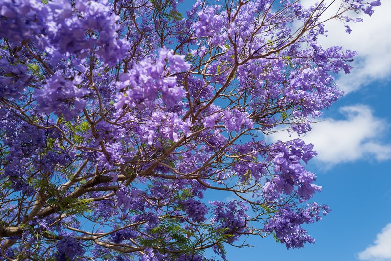 A blooming Jacaranda