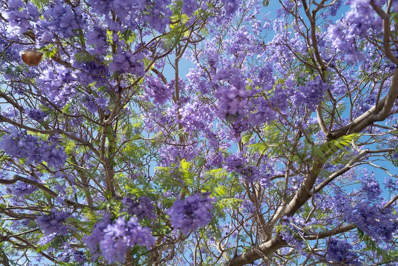 A blooming Jacaranda