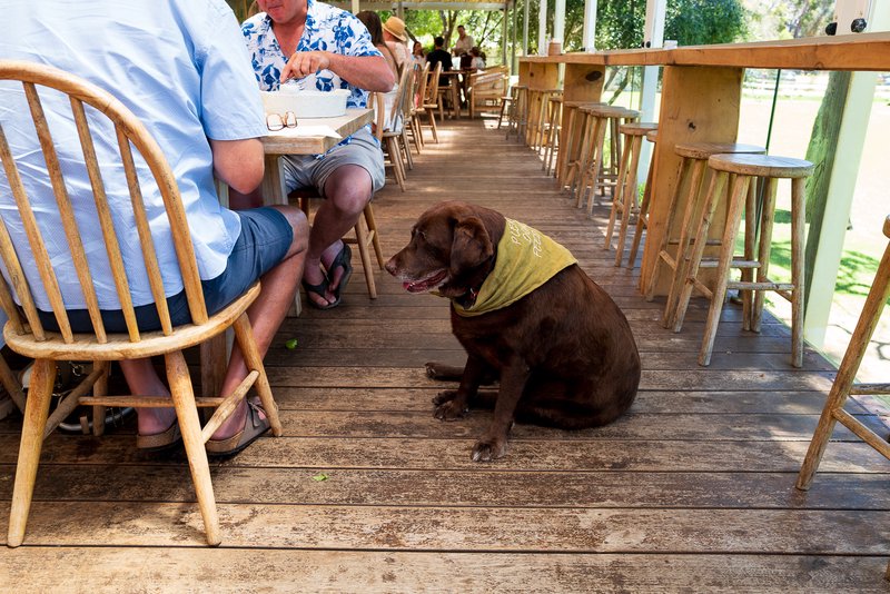 Hungry dog