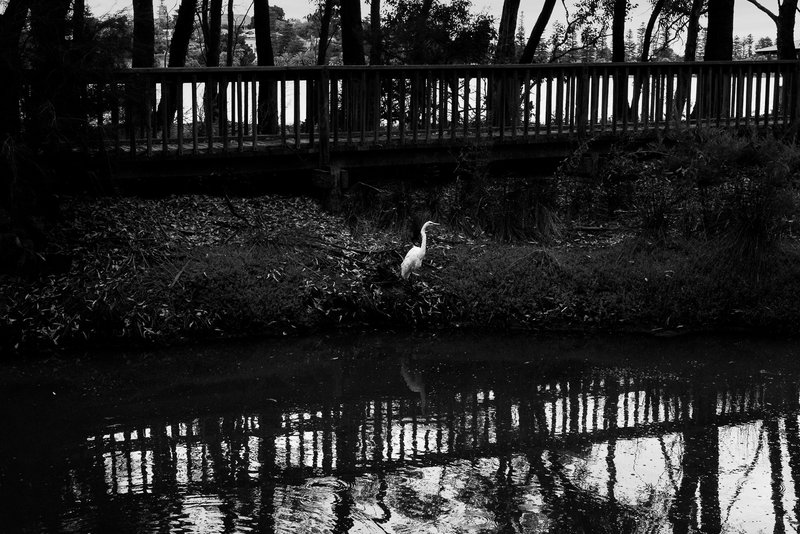 Egret by Galup
