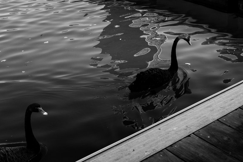 Two black swans swimming in a body of water.