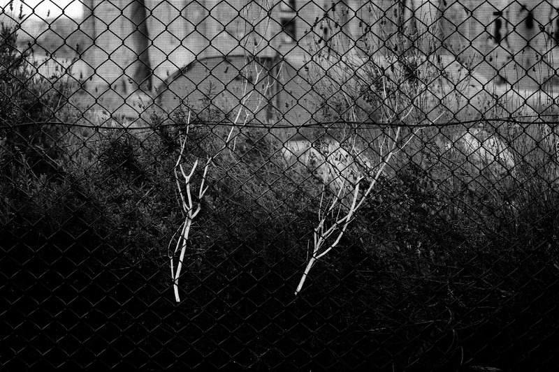 A chain-link fence with weeds growing through it in a black and white photo.