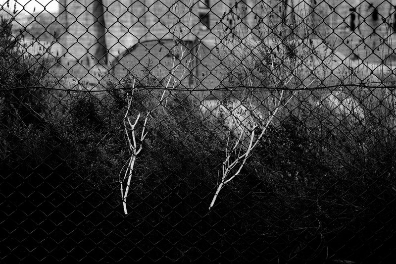 A chain-link fence with weeds growing through it in a black and white photo.