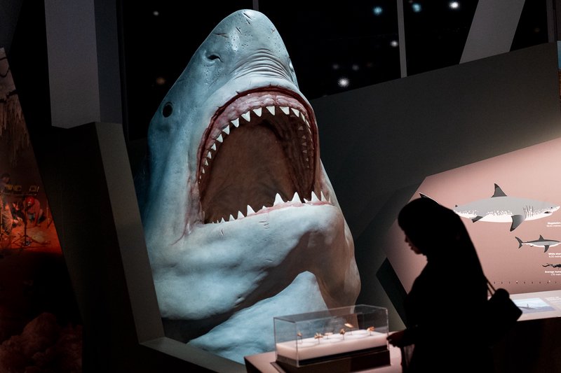 A woman is silhouetted in front of a shark model in a museum exhibit.