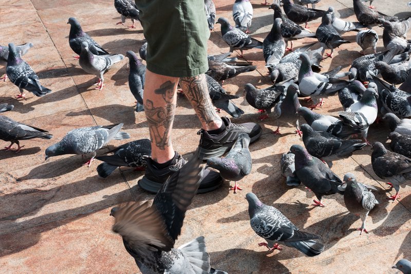 A man with tattoos on his legs is surrounded by pigeons on a stone surface.