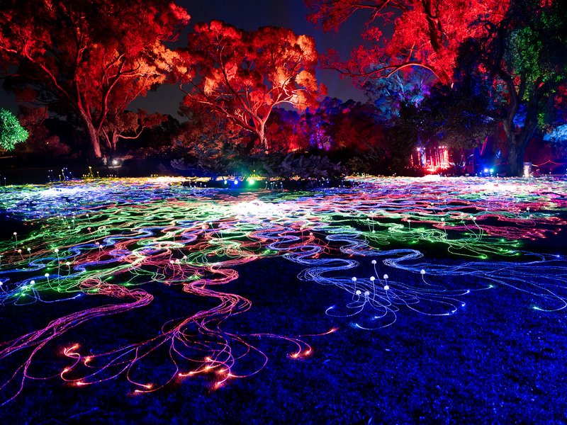 A vibrant outdoor installation of illuminated lights in a park at night.