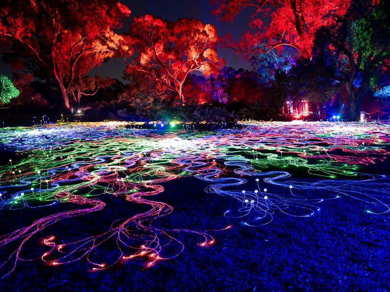 A vibrant outdoor installation of illuminated lights in a park at night.