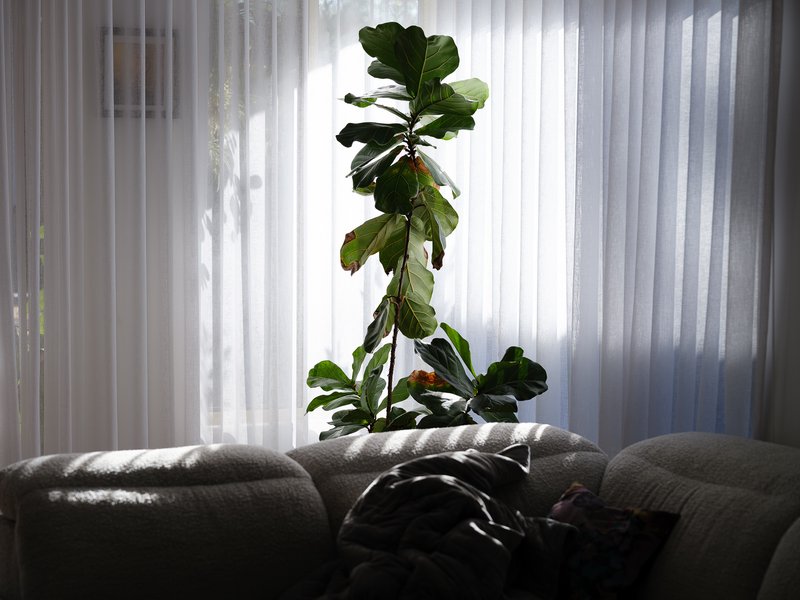 Sunlit fiddle-leaf fig plant stands before sheer curtains beside a couch.