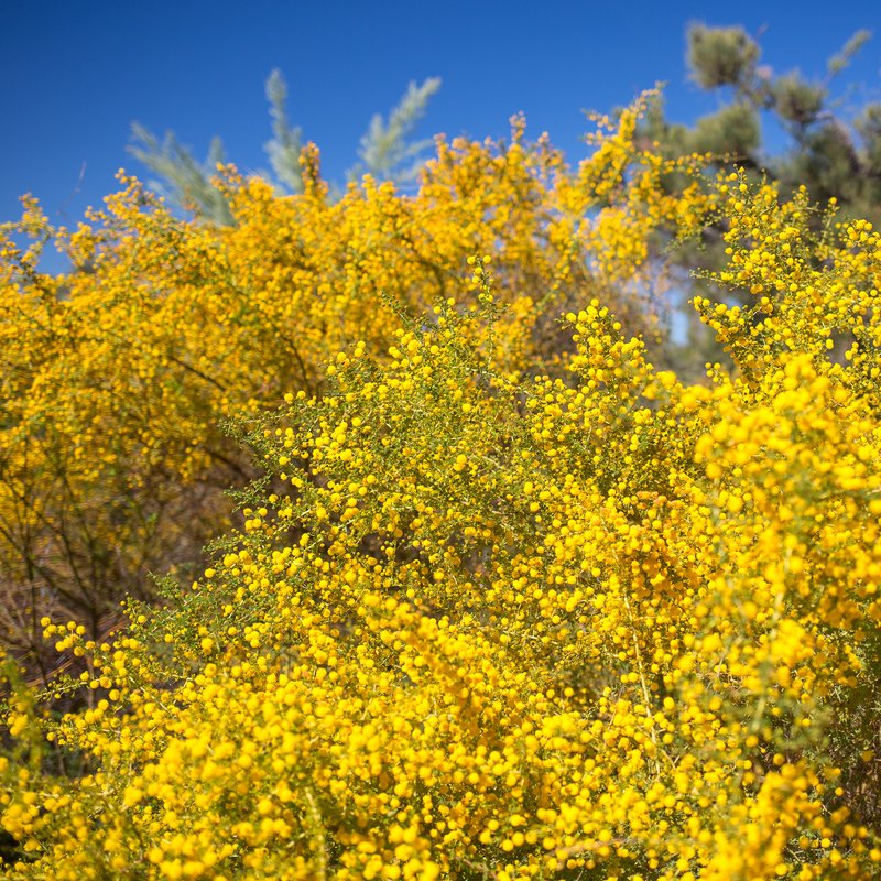 Wattle bush