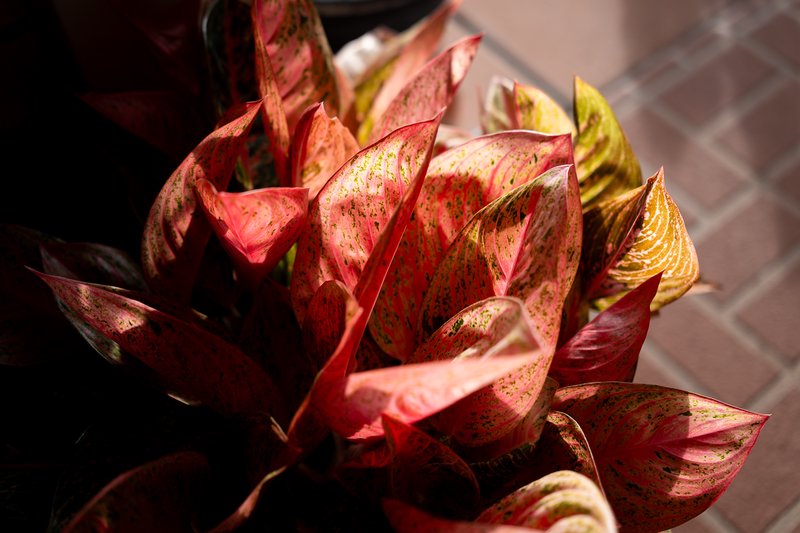 Vibrant red and green variegated leaves bask in sunlight.