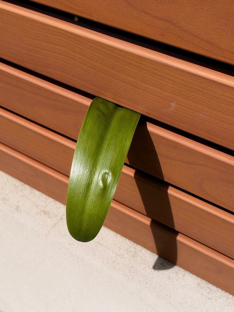 Green leaf emerges from wooden slats, casting shadow on concrete.