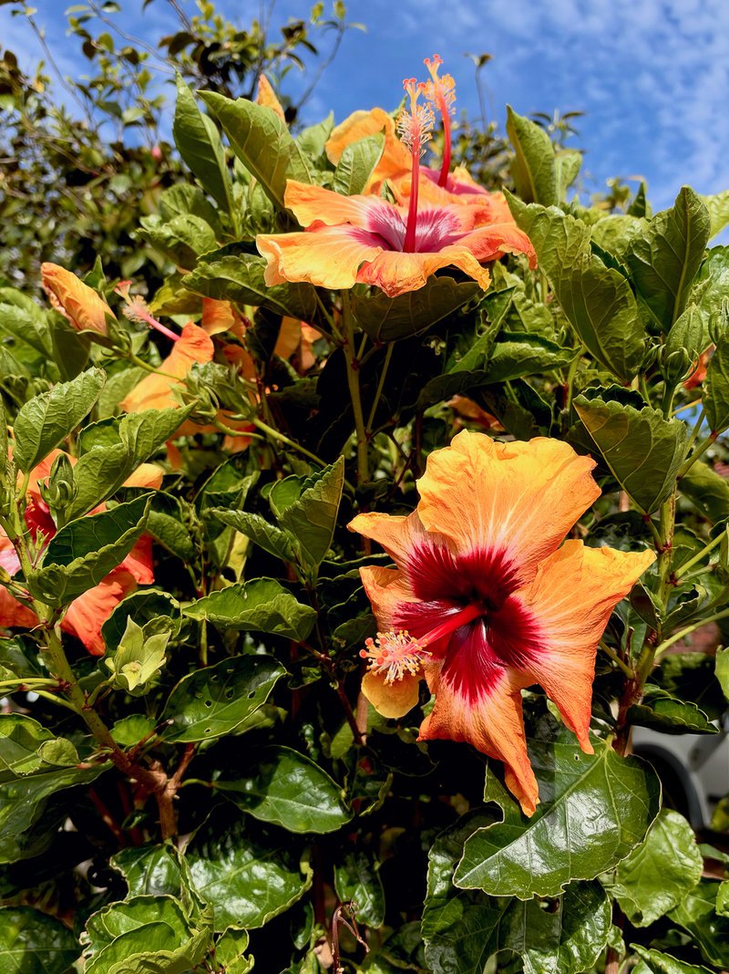 Vibrant orange and red hibiscus flowers bloom against lush green leaves under blue sky.